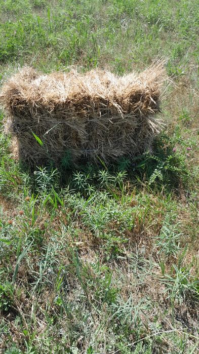 Продам сено, разнотравье. Самовывоз.