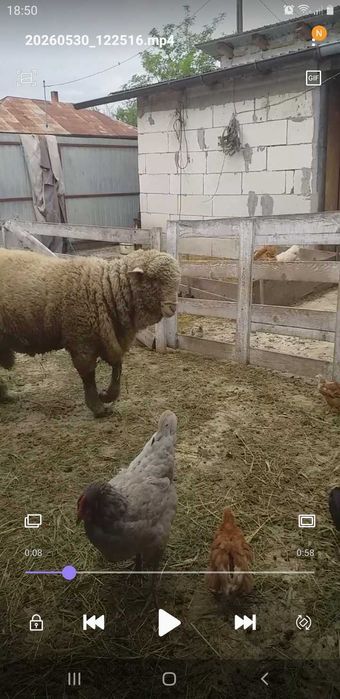 Vand berbec merinos de prăsilă