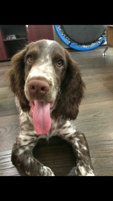 Шоколадные Спаниельки)))