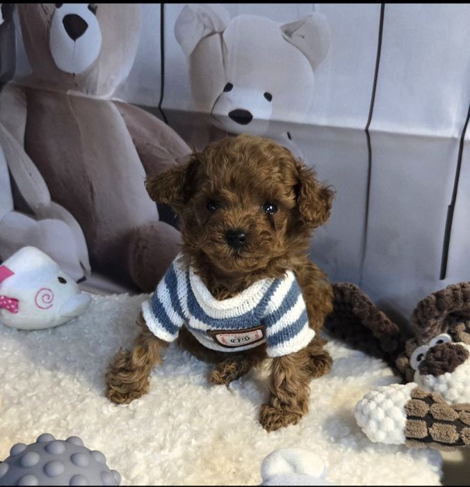 Пудел тийкъп с родословие момче микро