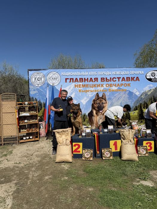 Вязка с элитным кобелем!