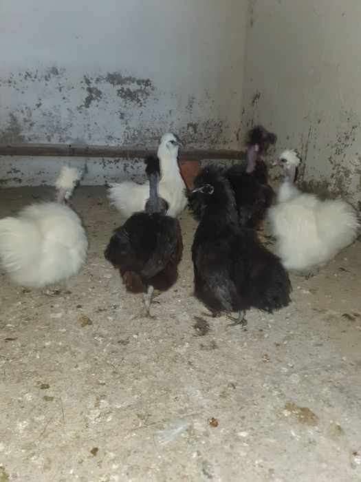 Vand matase japoneza.