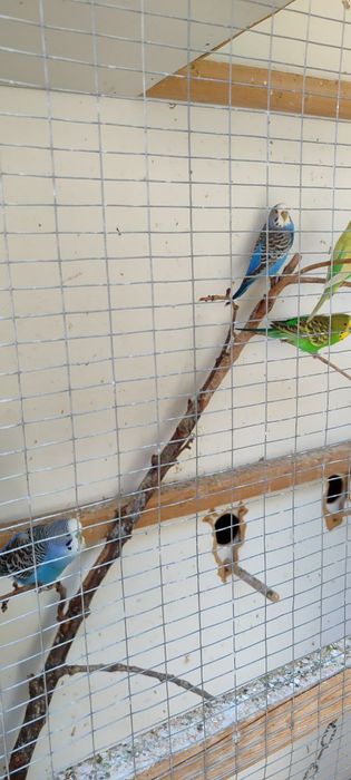 Волнистый кушлар сотилади ! (Уйаси билан)