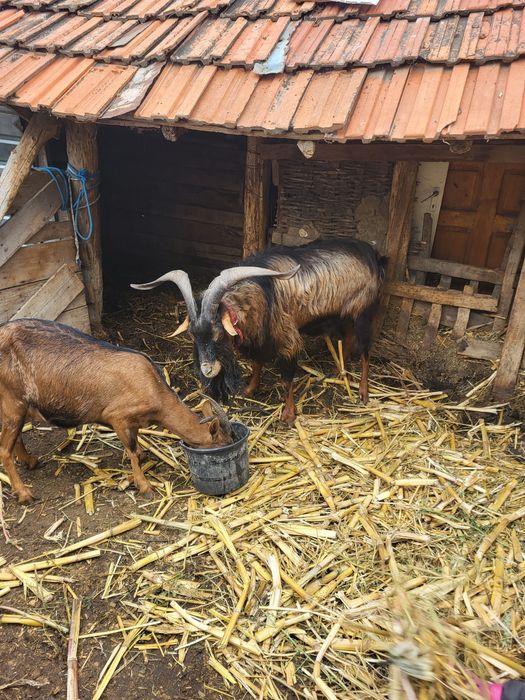 Țapi, capre de vânzare județul Olt