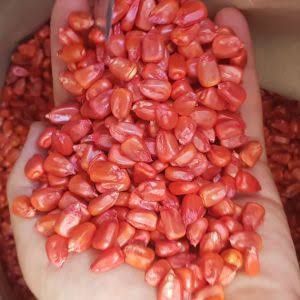 Продаю  семена кукурузы
1) семена кукурузы