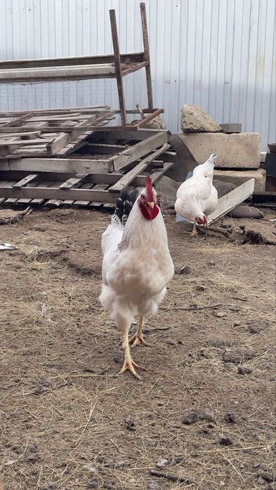 Петух Ломанбраун Адлер