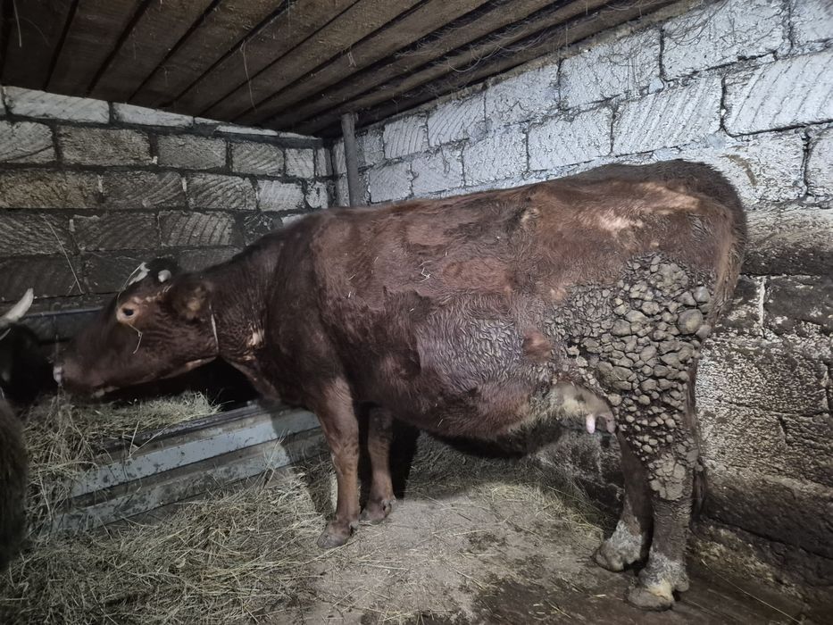 Телочки 330000 тенге