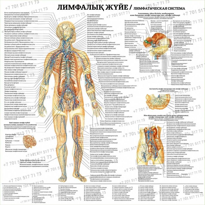 Анатомические Плакаты