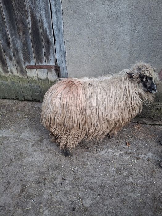 Disponibilă oaie stearpă