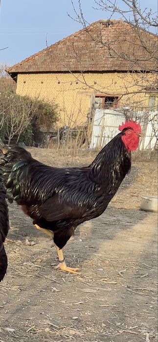 Cocoși Rhode Island – 1 an