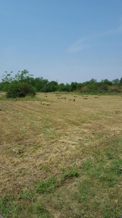 Baloti paie fan lucerna- Asiguram transport