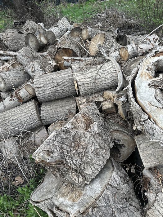 Дрова, пеньки тополя