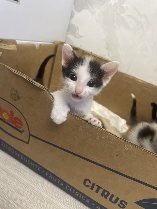 Котята в добрые руки