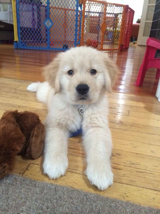 Golden Retriever femela disponibila