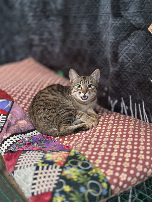 Кошки и котята на пристройство