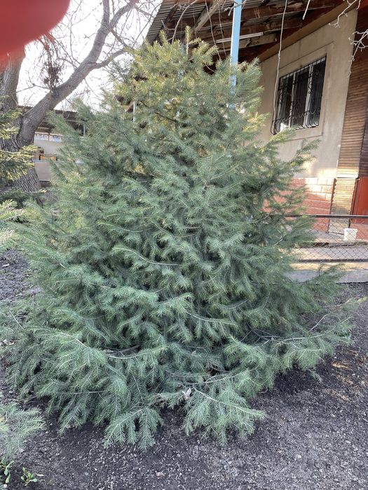 Елки продается отличные