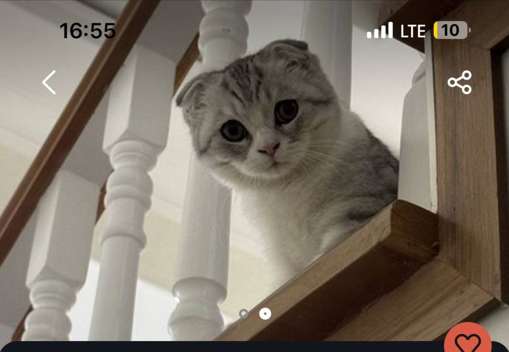 Мушук боласи сотилади