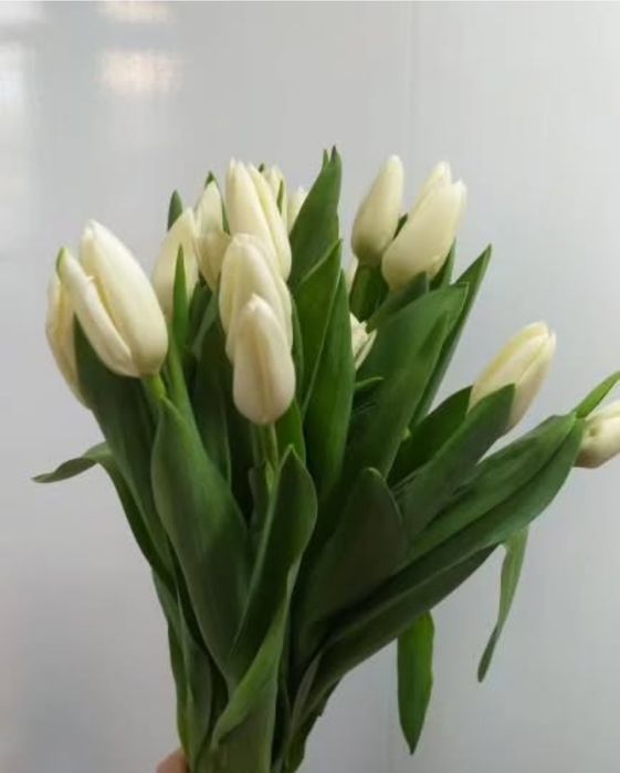 Тюльпаны к 8 марта!!!