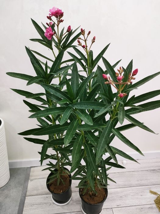 Цветы домашние, доставка