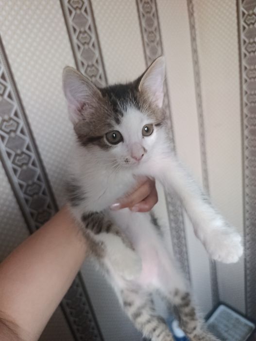 Отдам котенка в добрые руки