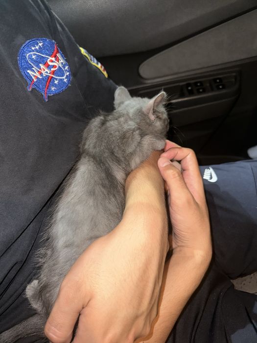 Отдаем котенка девочка