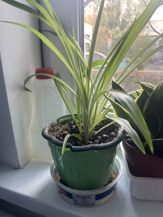 Комнатные растение