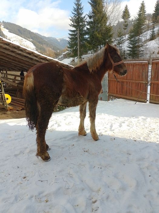 Mânz de vânzare de 7luni