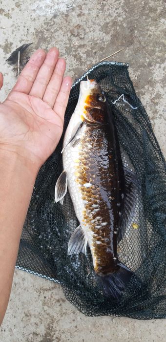 Коя рыбы и золотые пара в бассейн в аквариум в ресторан,Гостин,Салон