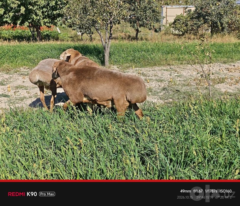 Qirg‘iz arashan zotli qo‘ylar sotiladi