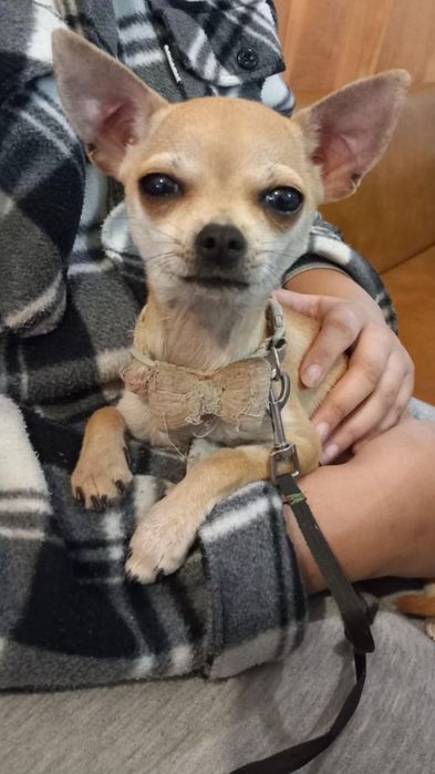 Куче чихуахуа женско