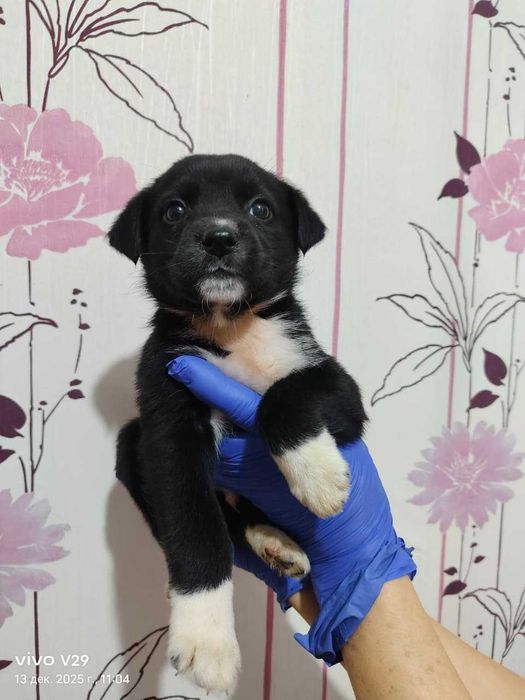 Ищем любящих хозяев!