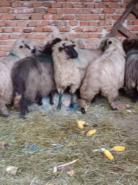 Oi de vânzare mioare și strămioare