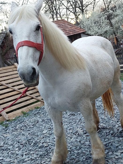 De vânzare iapa de 8 Anii