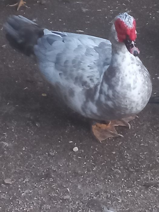 Vînd SAU Schimb Rațe Leșești