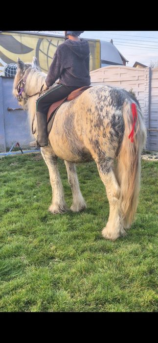 Gipsy gestanta pt hipoterapie si echitatie