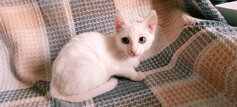 Отдам котенка, в хорошие руки, ДЕВОЧКА.