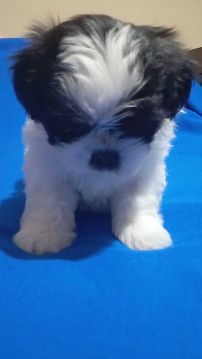 Baiat alb negru rasa shih tzu