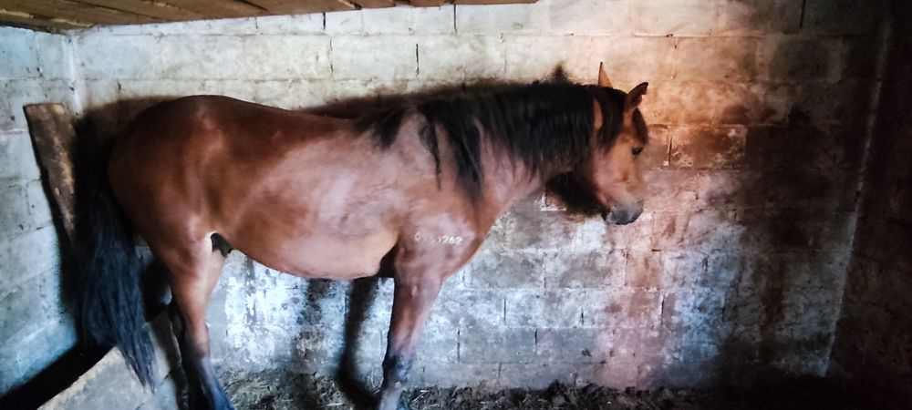 Продам лошадей с откорма, 3 летка и 2 летка