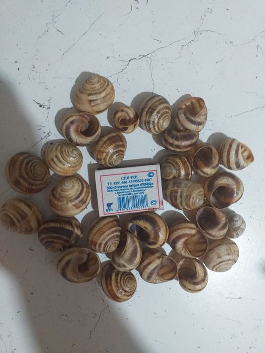 Продам ракушки с Черного моря