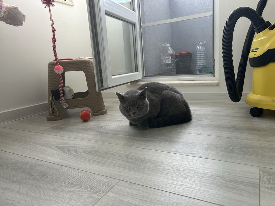 Британска късокосместа