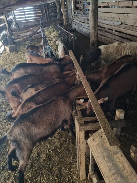 Capre alpin franceze de vânzare! 5 capre si un țap toate fără coarne!