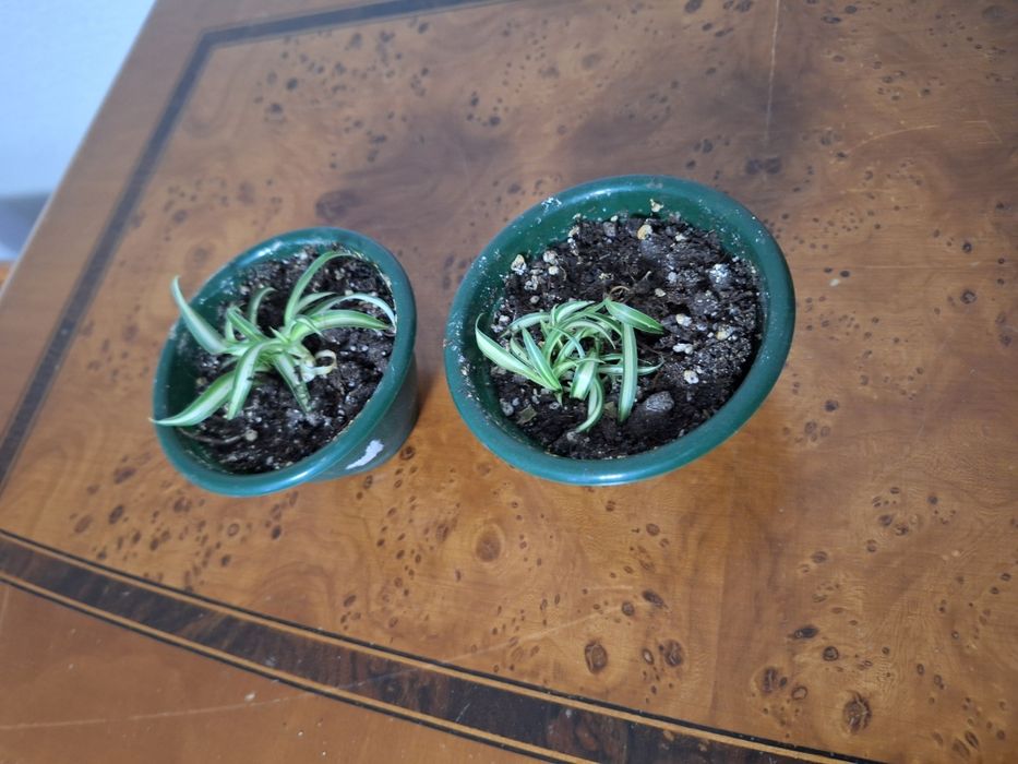 Цветы домашние ухоженные