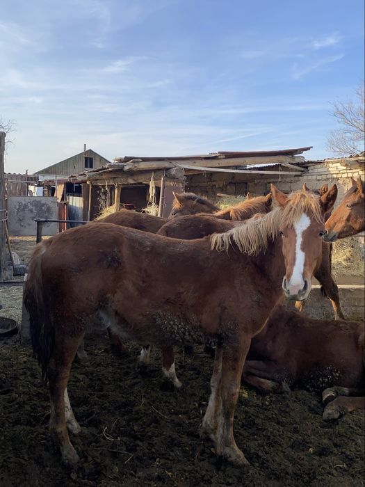 Соғым құнаншығар|Полторашки