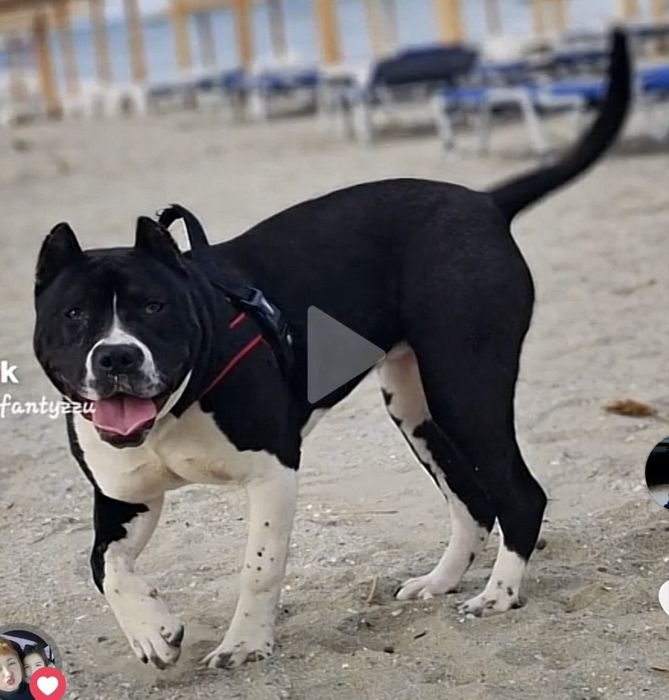 Amstaff  femela