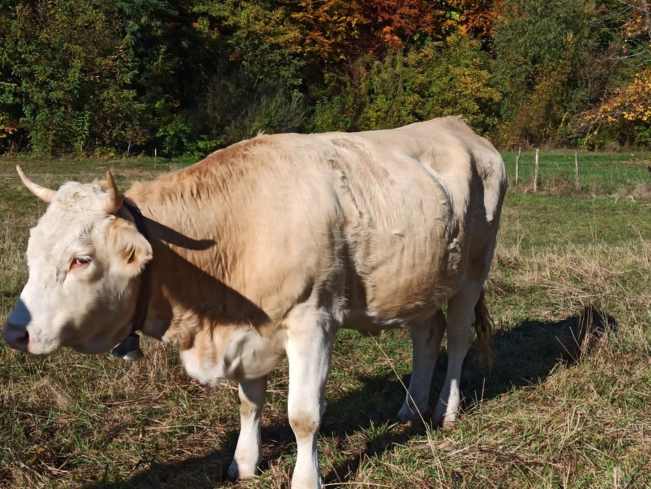 Vand o juninca cu vârsta de 2 ani si 4 luni, gestanta de 9 luni