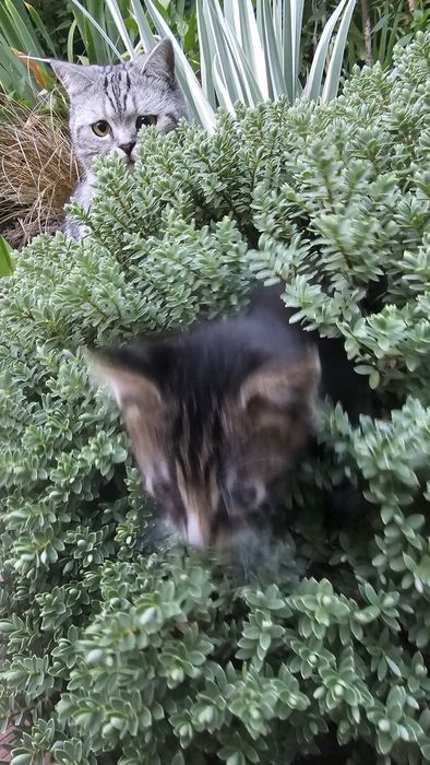 Котёнок. охотник. Крысолов. Мышелов