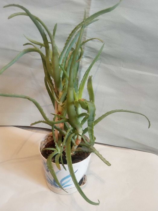 Столетник алоэ.5 лет.