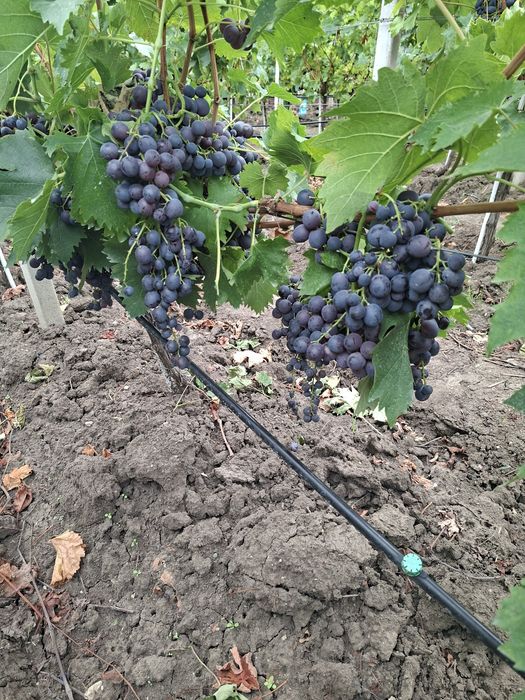 Vând Struguri de vin soiul Muscat de Hamburg  Aromat