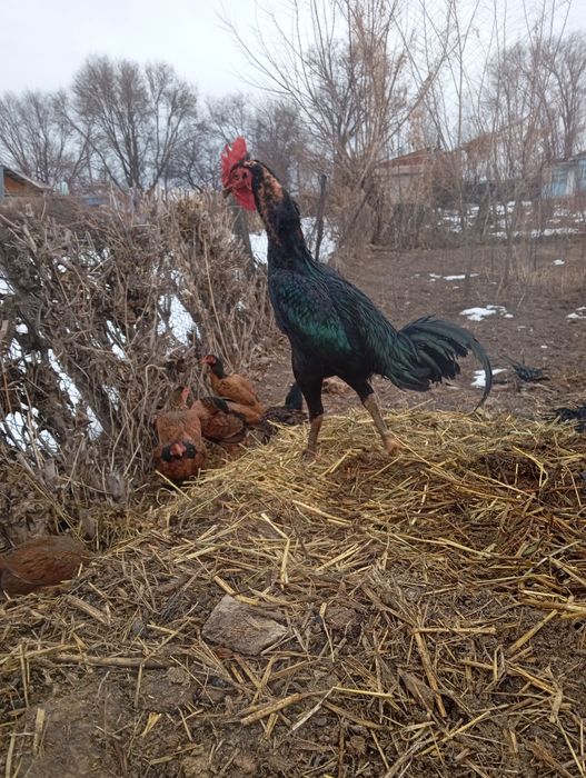 Ассаламу Алейкум! Продам Шолпана