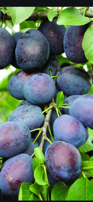 Baloti fan sau lucerna Rotunzi 40.Drept.500.La TIR>RO